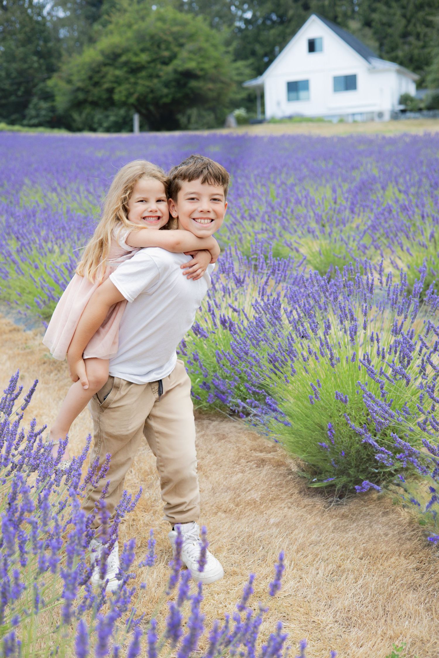 A white farmhouse sits behind a beautiful blooming lavender field with a dirt path winding through the purple flowers.