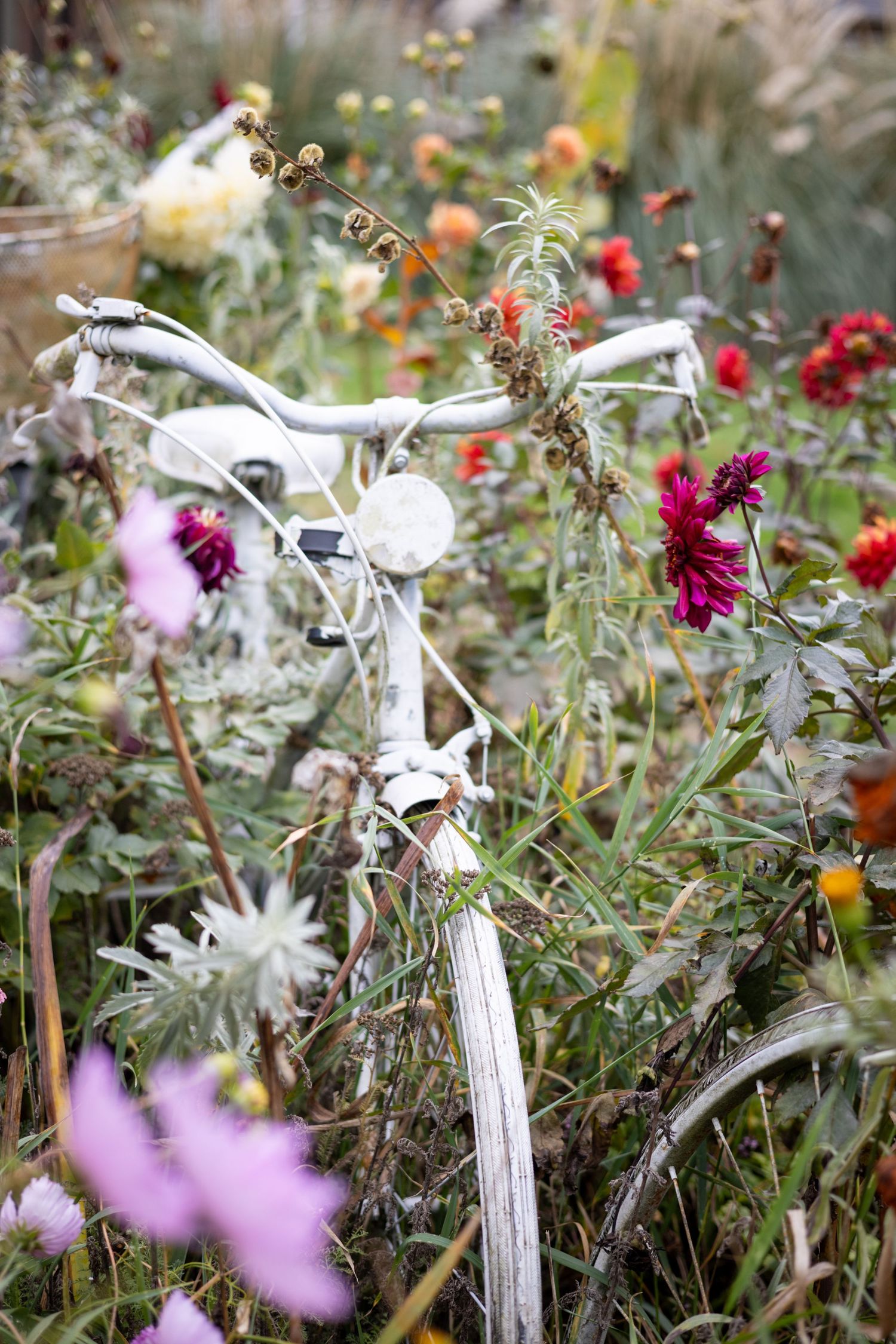White bicycle parked among colorful wildflowers and garden blooms on a sunny day.