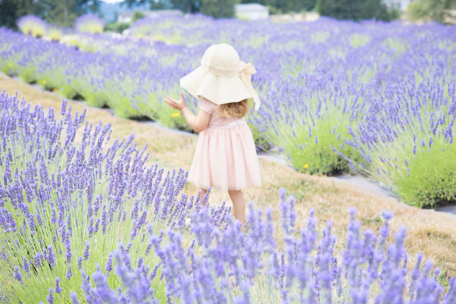 A dreamy collection of photos showing someone walking through vibrant purple lavender fields on a sunny summer day.
