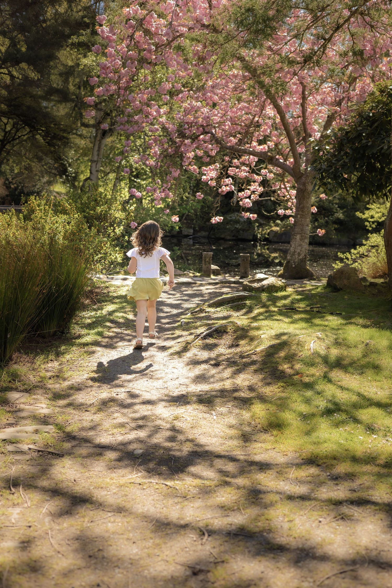 A person walks along a sunlit garden path beneath blooming pink cherry blossom trees on a spring day.