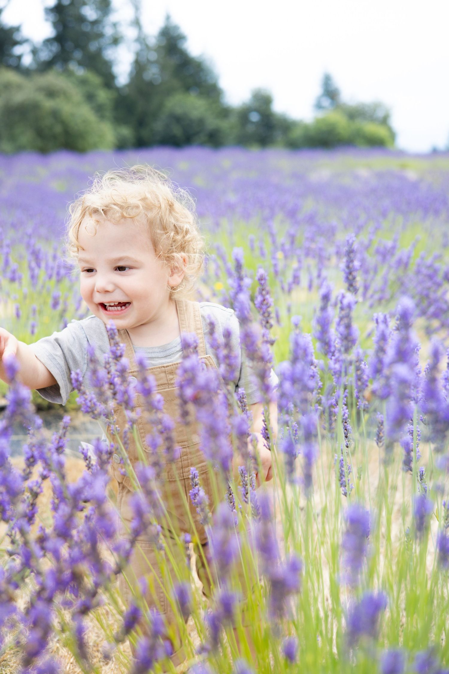 A series of photos showing joyful moments among blooming purple lavender flowers in a summer field.