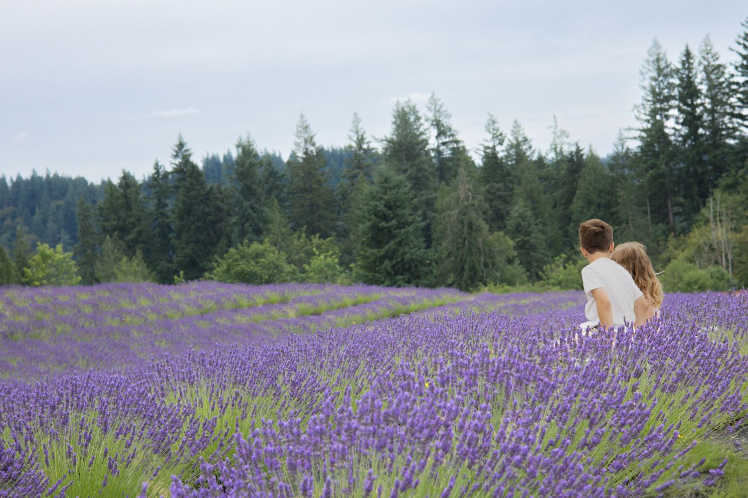 Scenic panorama of purple lavender fields stretching towards evergreen forest under summer sky.