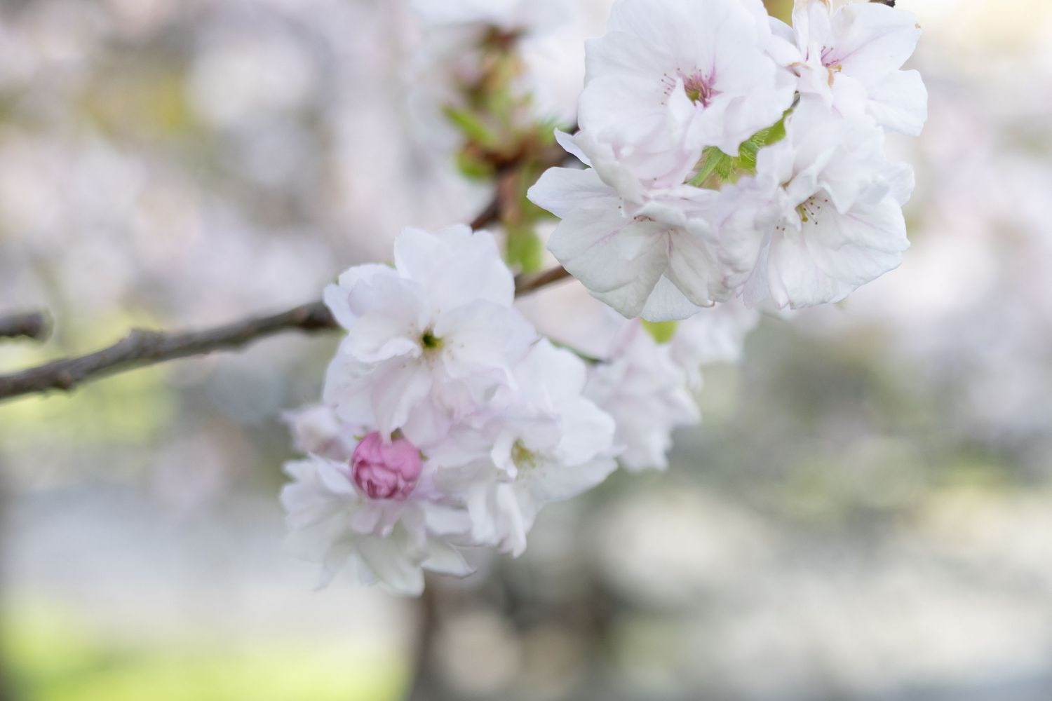 Delicate white cherry blossoms with pink centers bloom on a branch in soft focus.