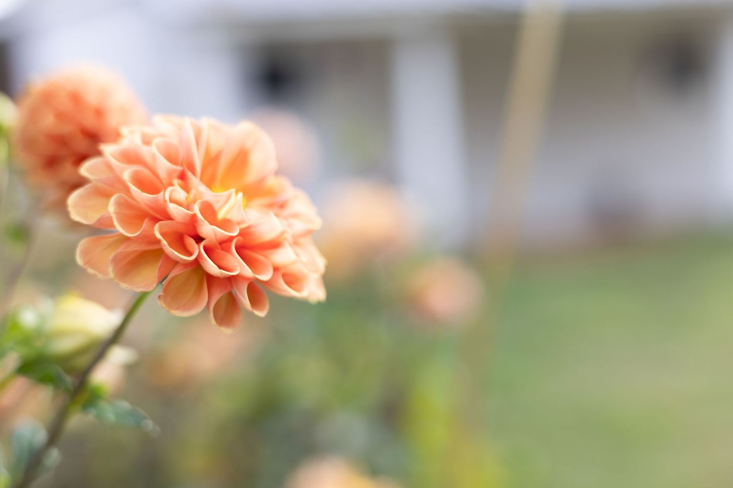 Vibrant peach dahlia flower in full bloom with a blurred garden and white building in the background.