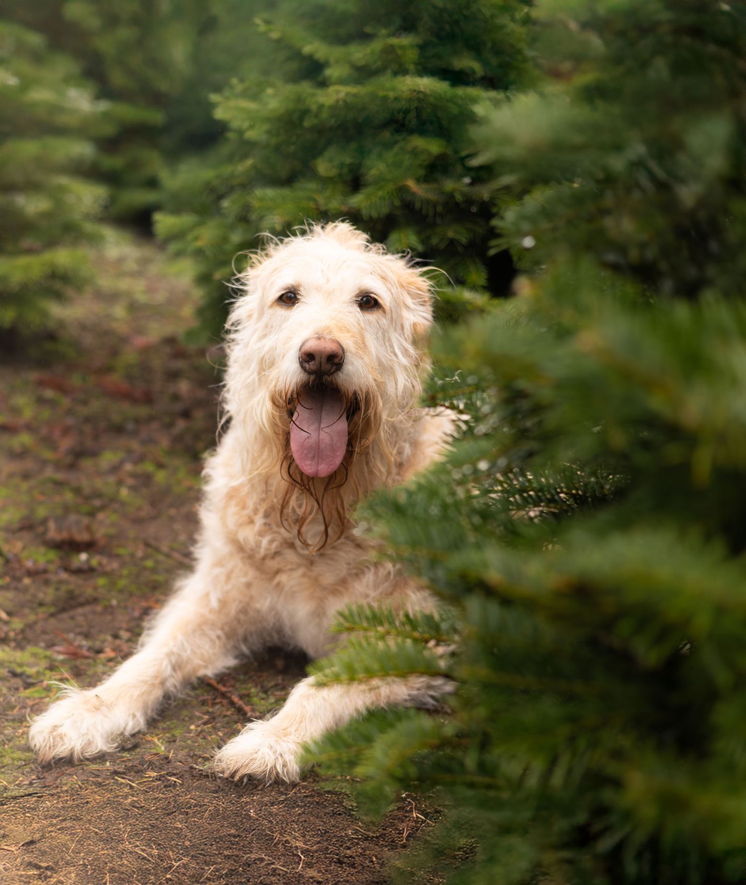 A happy cream-colored Goldendoodle dog lying on a dirt path surrounded by green foliage.