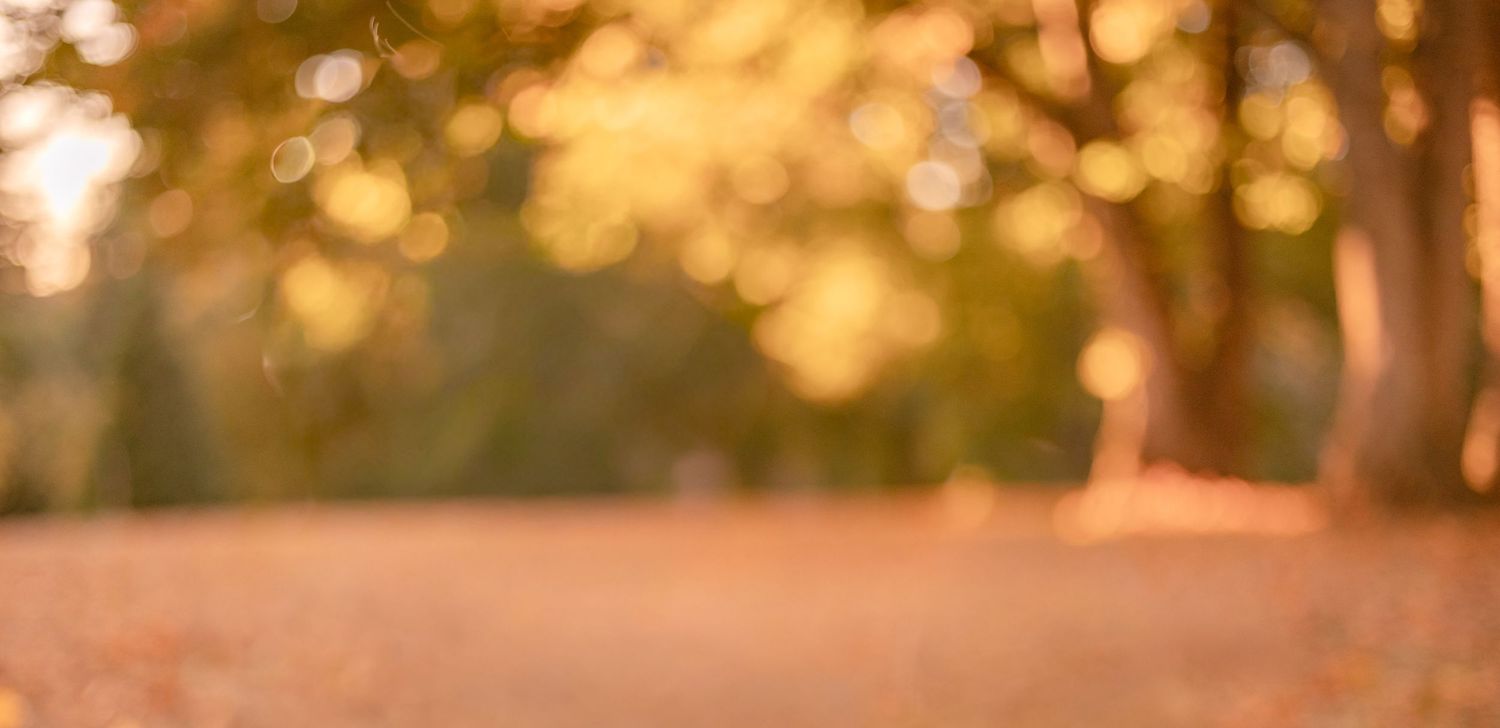 Blurred autumn background with golden bokeh lights and soft focus orange leaves on forest floor.
