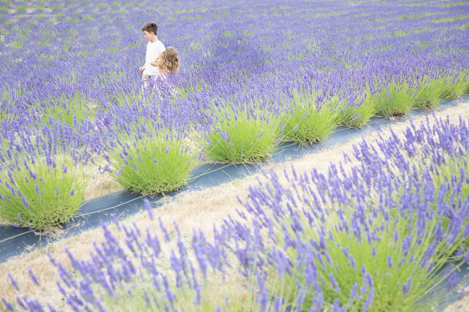 Rows of vibrant purple lavender flowers stretch across a field with green plants in the foreground.