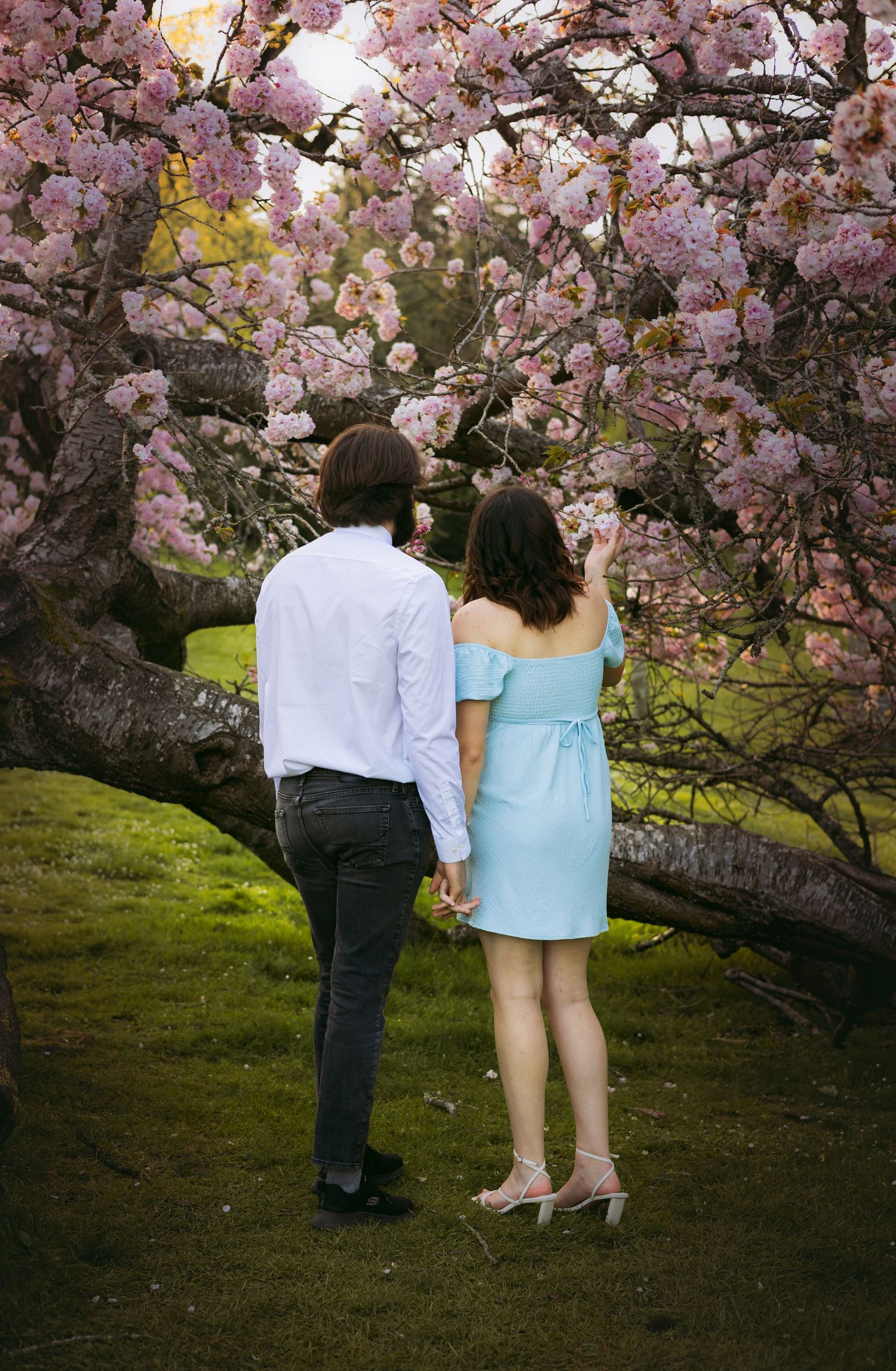 A couple stands together beneath blooming pink cherry blossom trees on a grassy hillside.