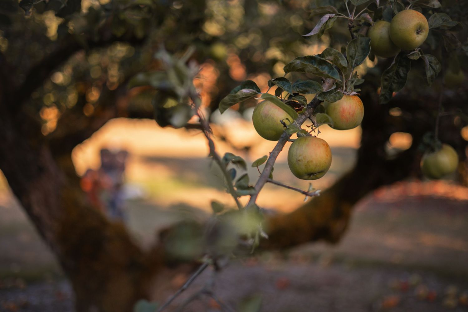 A golden sunset illuminates an apple orchard with ripe fruit hanging from tree branches.