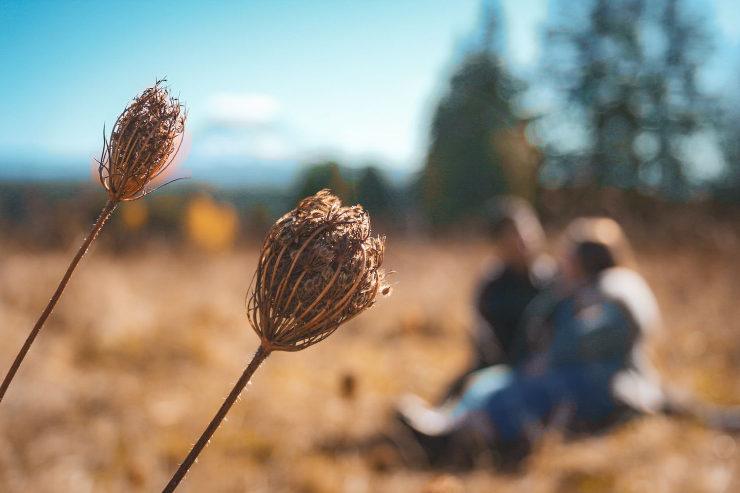 Two dried seed pods stand against a blurred autumn landscape.
