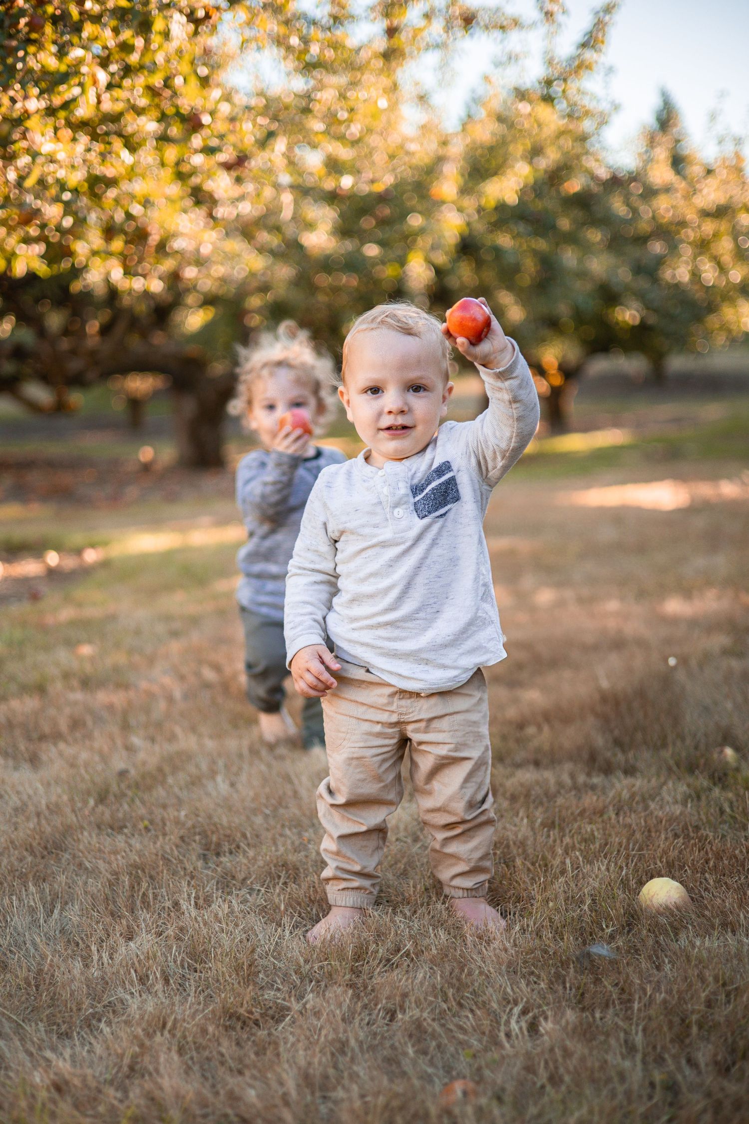 Two young children playing with apples in an autumn orchard during golden hour.