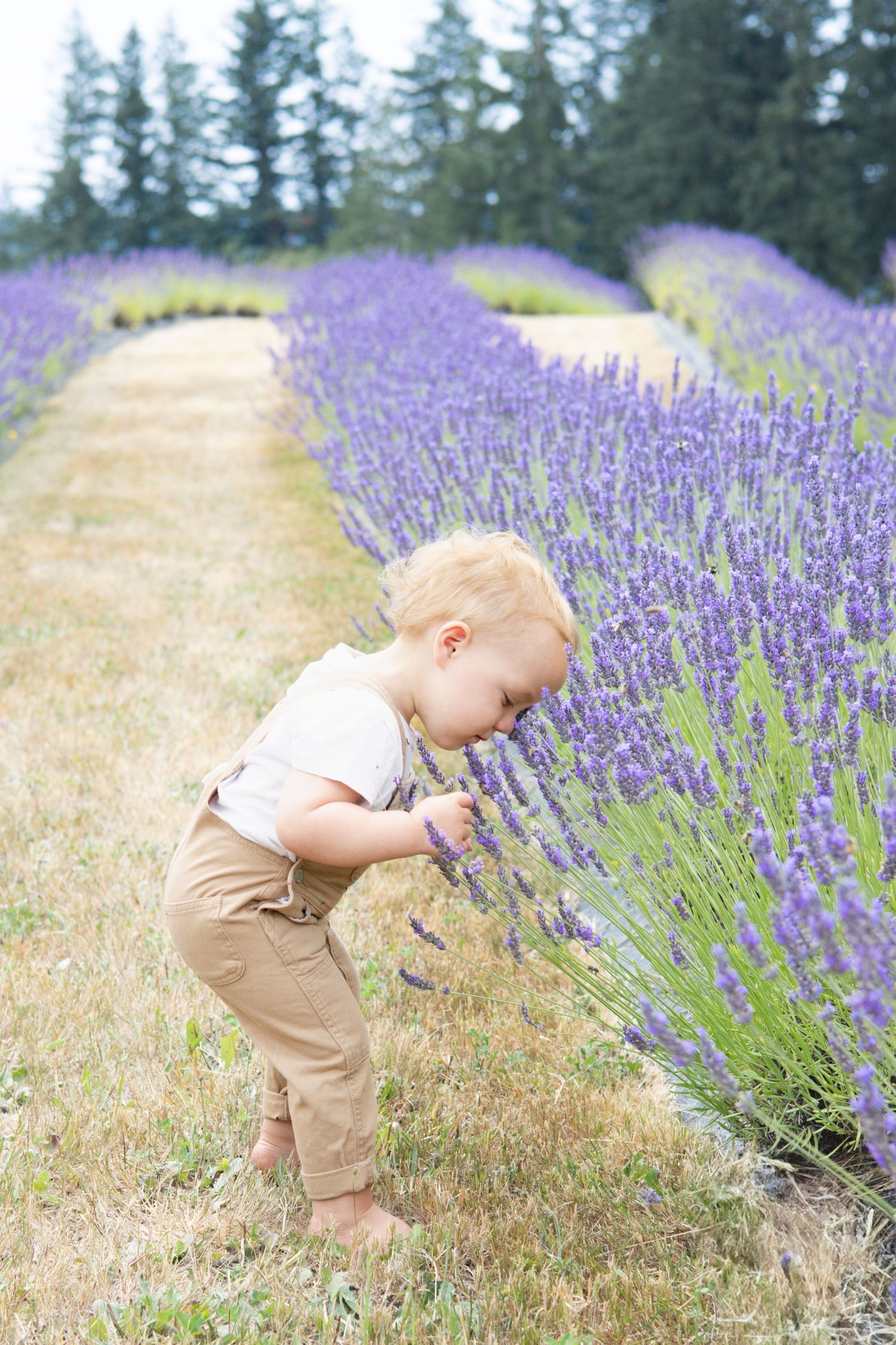 A toddler explores a vibrant lavender field on a sunny summer day with evergreen trees in the background.