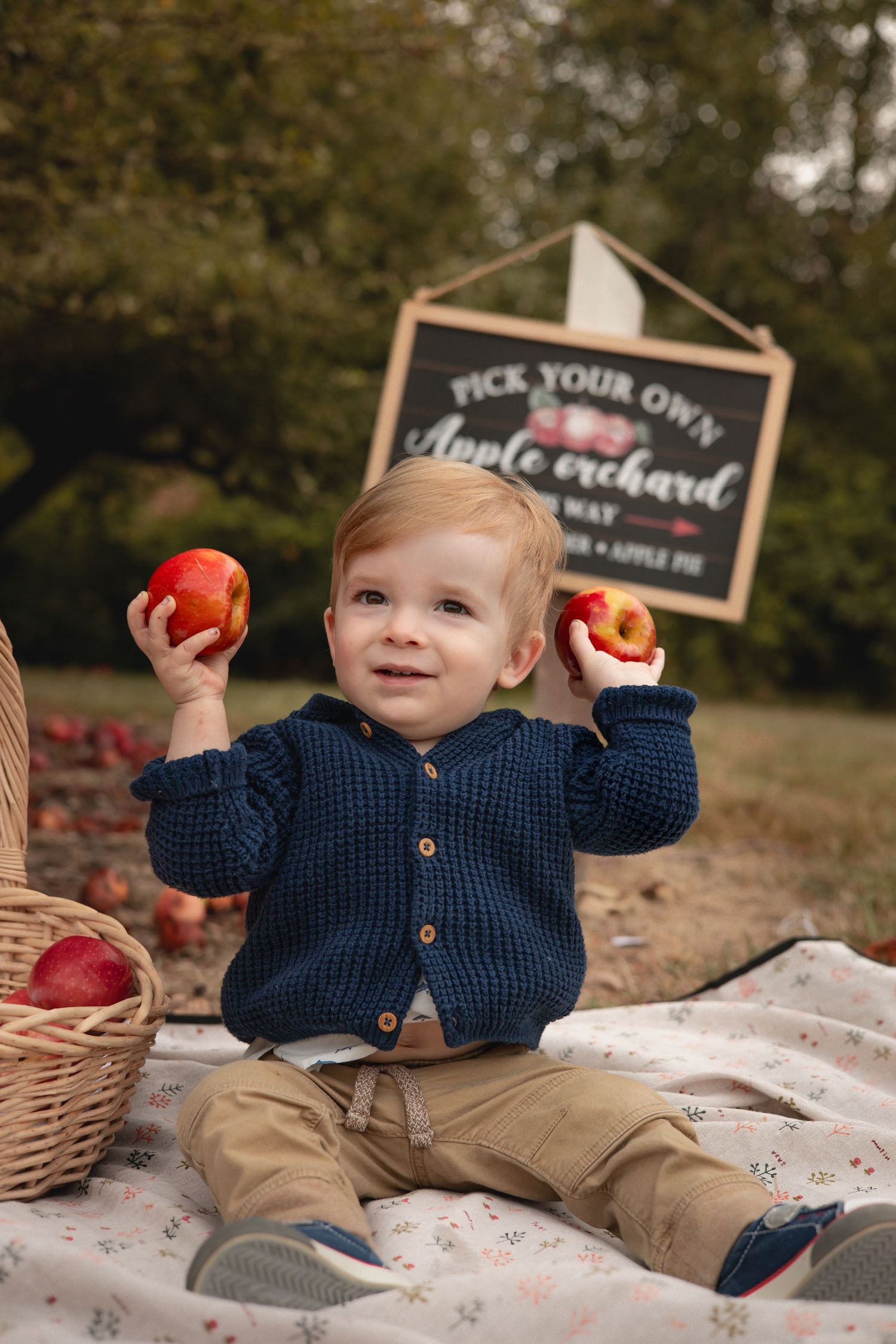 Smiling toddler in navy cardigan holding red apples at a pick-your-own apple orchard, sitting on a blanket outdoors.