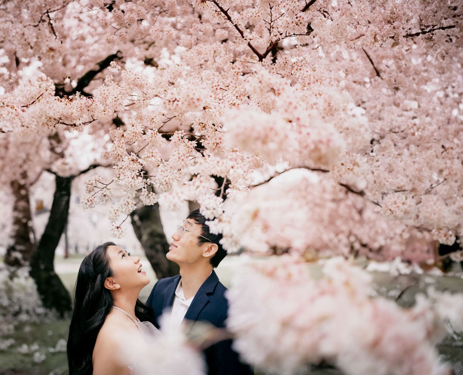 A man and woman enjoying cherry blossom viewing in Seattle's UW Quad