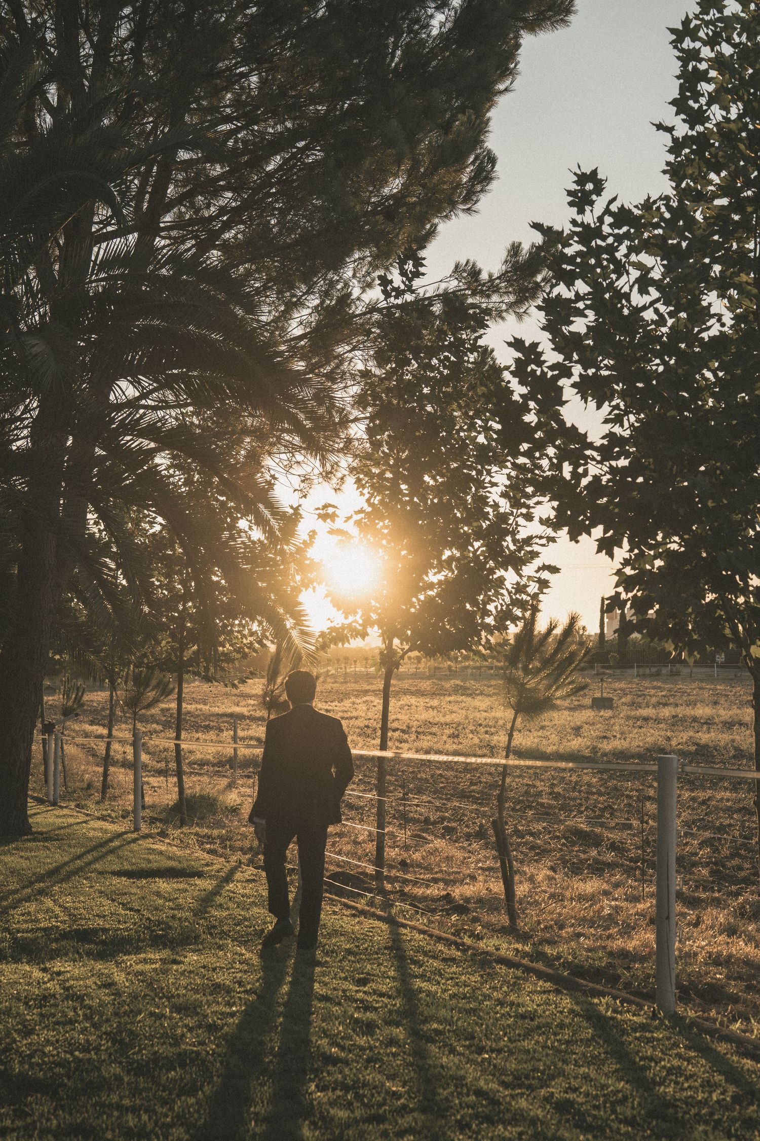 Golden sunset through trees creates dramatic silhouettes in a rural landscape.