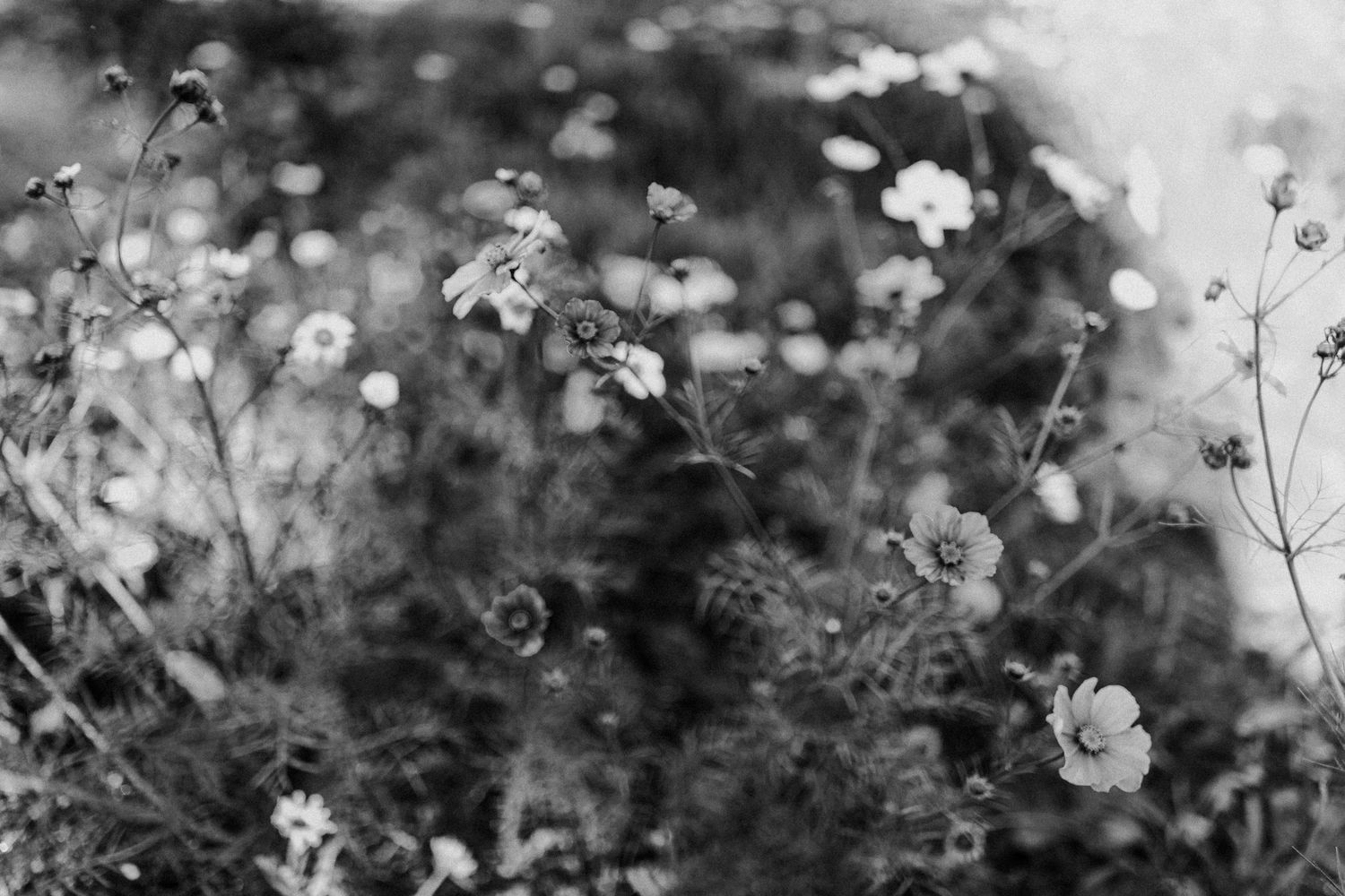 Delicate white wildflowers in black and white with soft bokeh effect in the background.