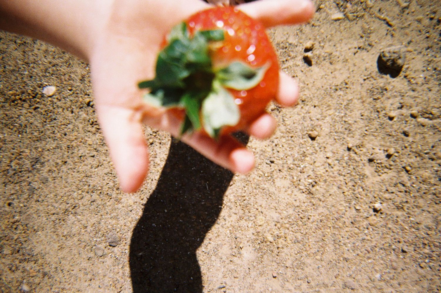 Hand holding a fresh red strawberry against sandy beach background.