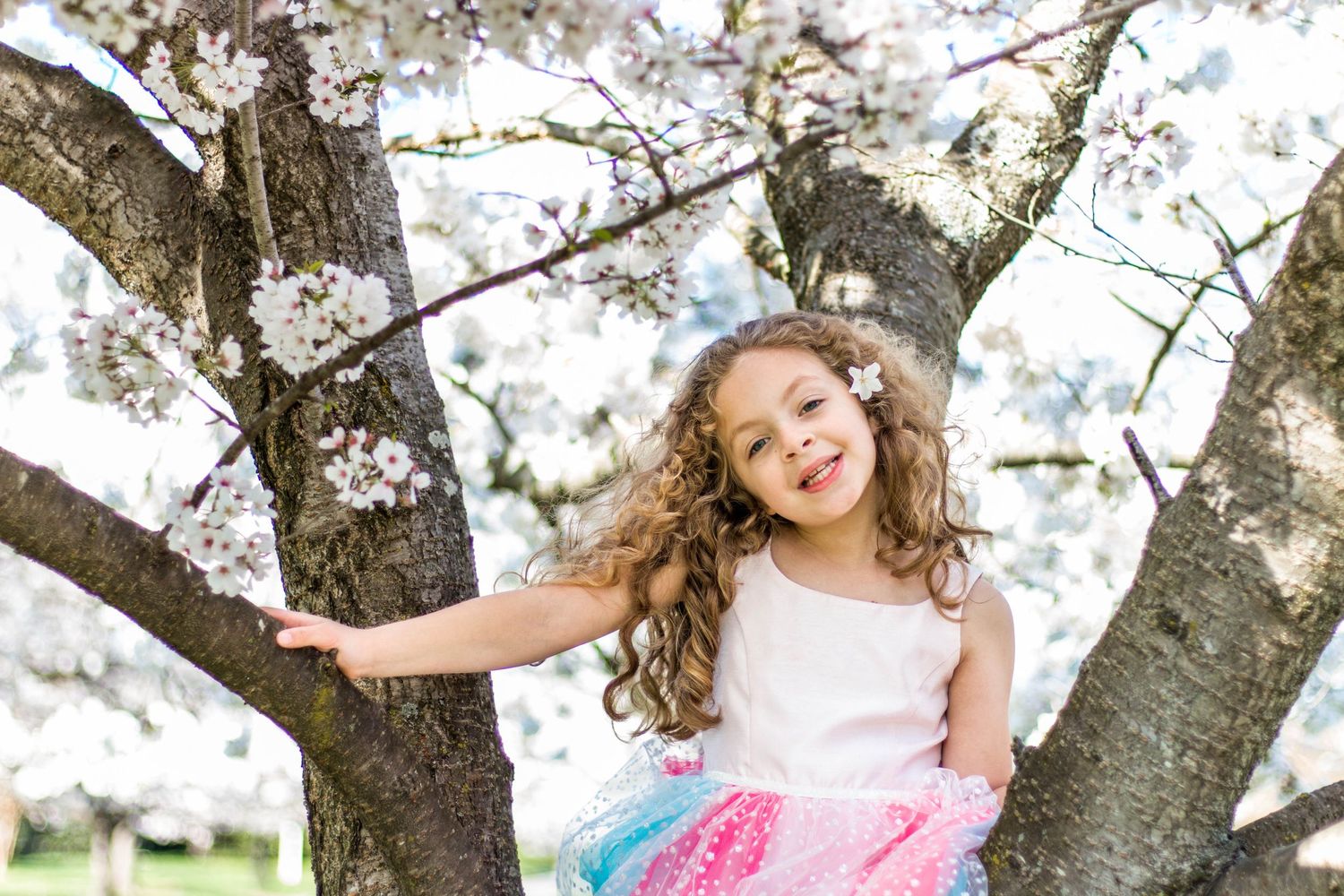 Young girl sitting in cherry blossom tree. Family photography RVA, family photography Richmond, Virginia. Cherry blossom photographer RVA.