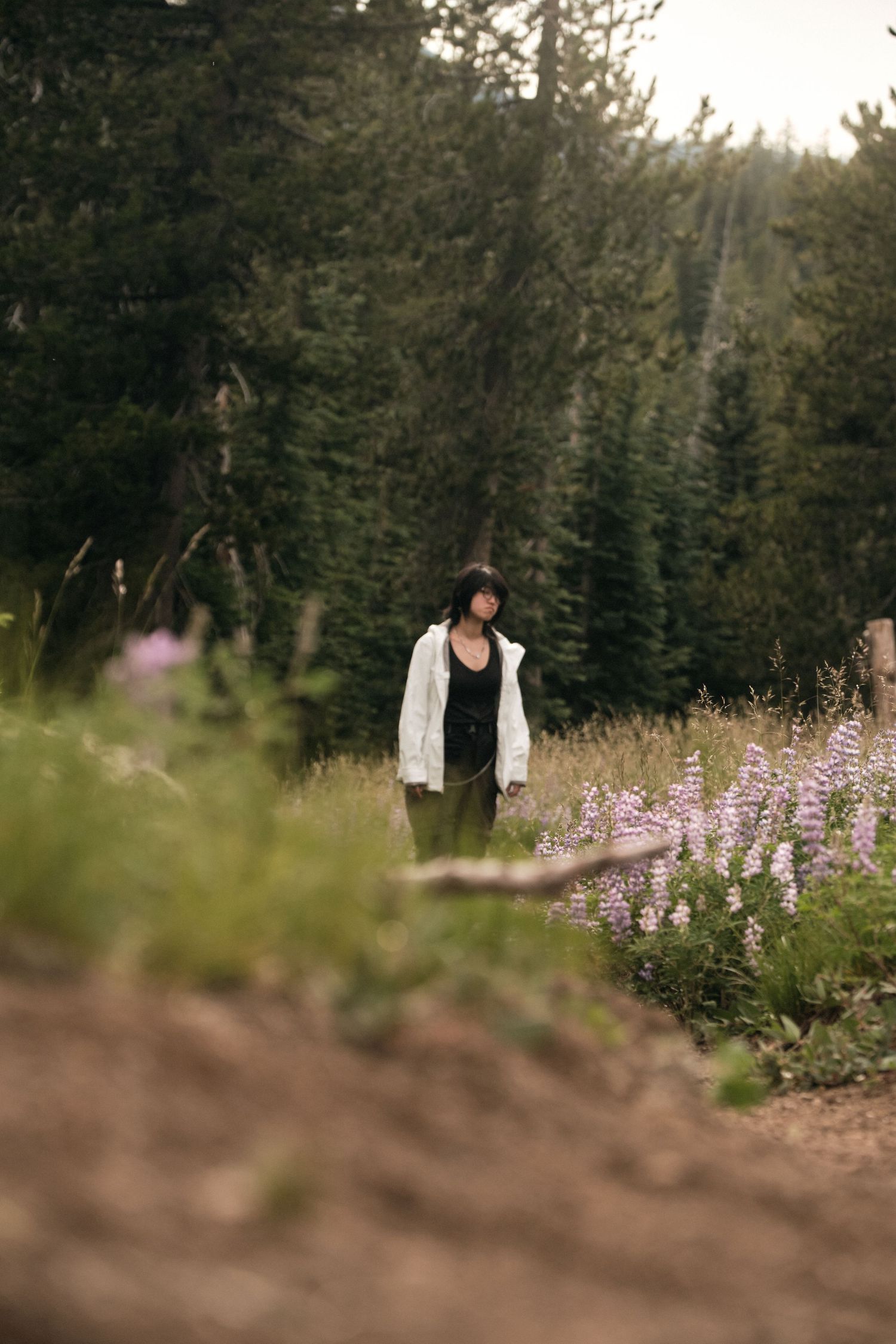 Purple wildflowers blooming along a mountain trail with evergreen trees in the background.