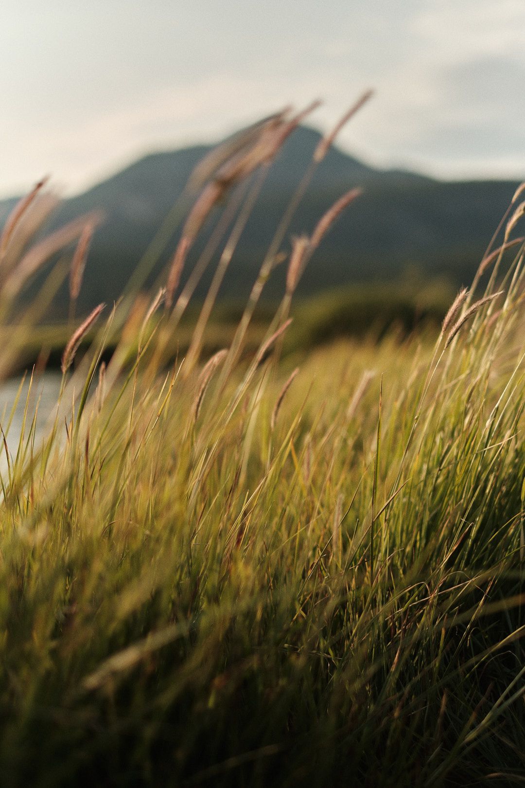 Tall grass swaying in golden light with mountains in background.