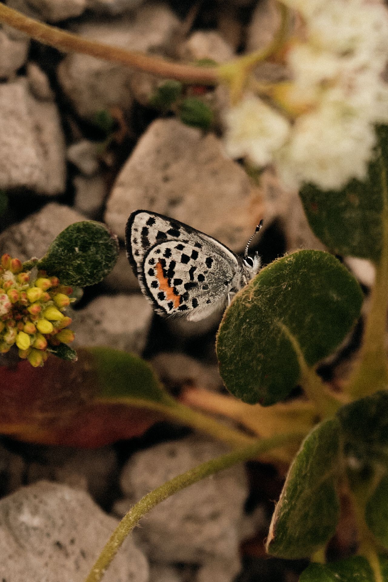 Close-up of a spotted butterfly resting on green foliage.