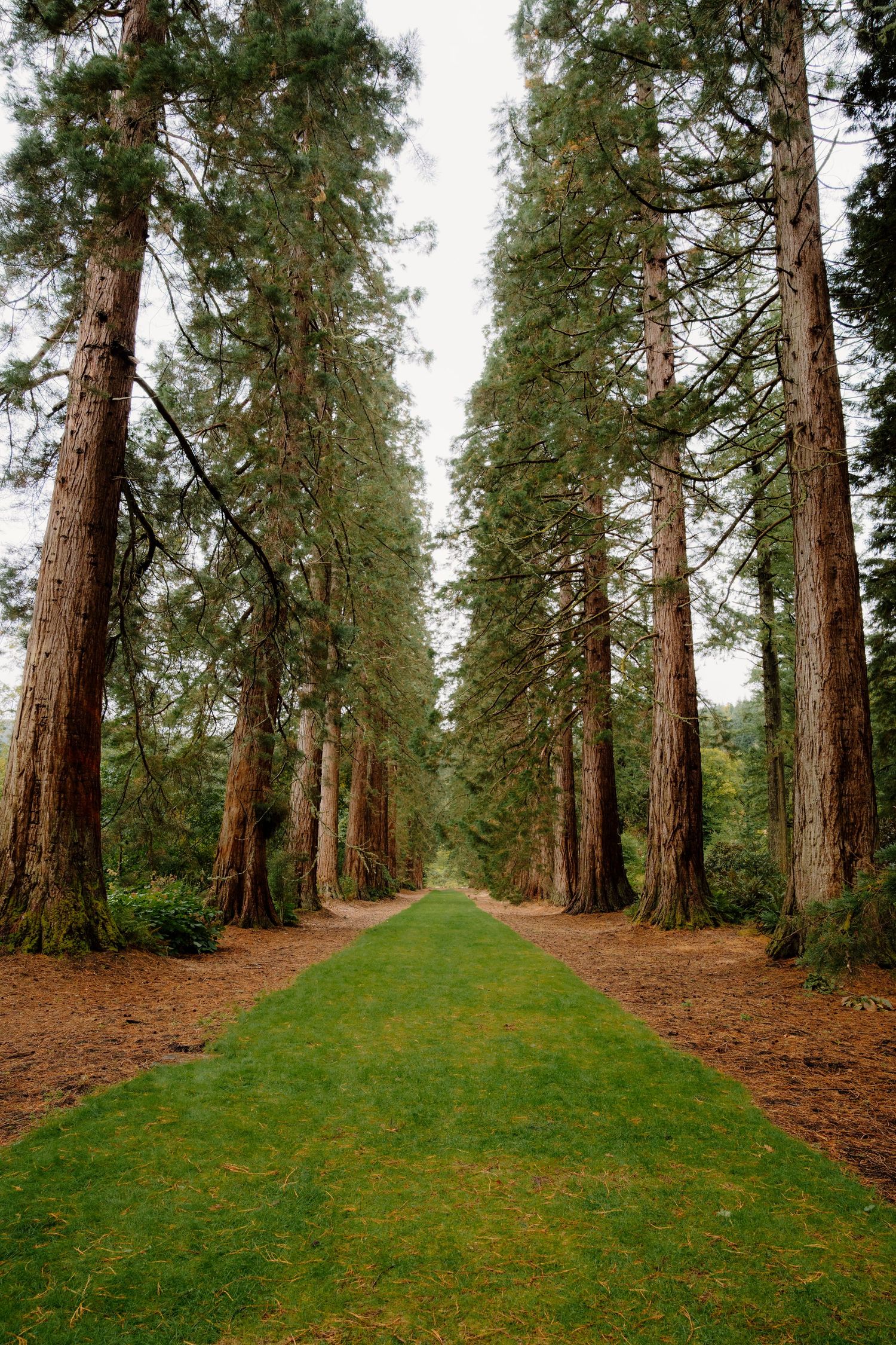 Scenic path through a majestic grove of towering redwood trees with green grass and brown pine needles on the ground.