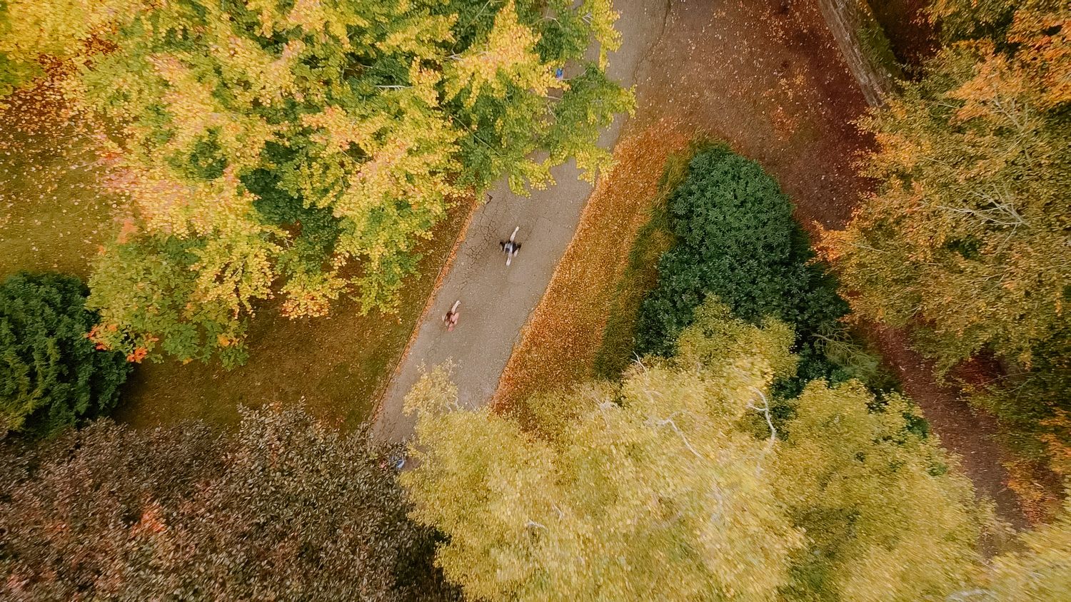 Aerial view of a winding road through autumn forest with golden yellow foliage and green trees.