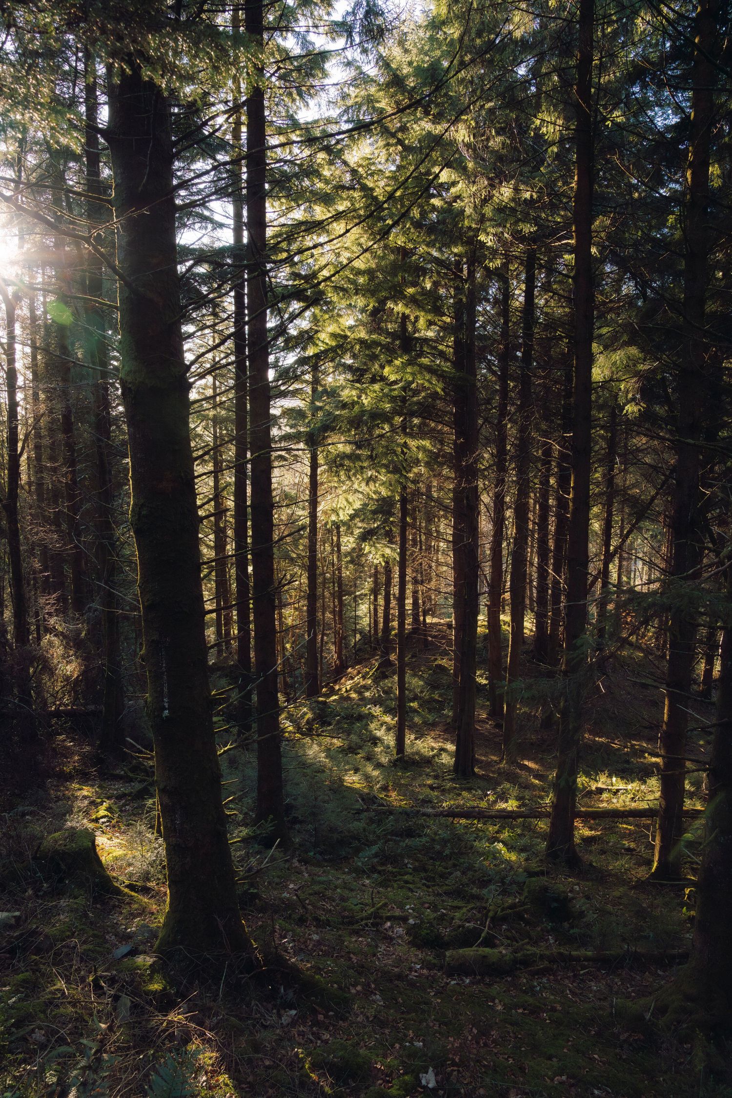 Sunlight streams through towering evergreen trees in a dense forest creating dramatic shadows and beams of light.