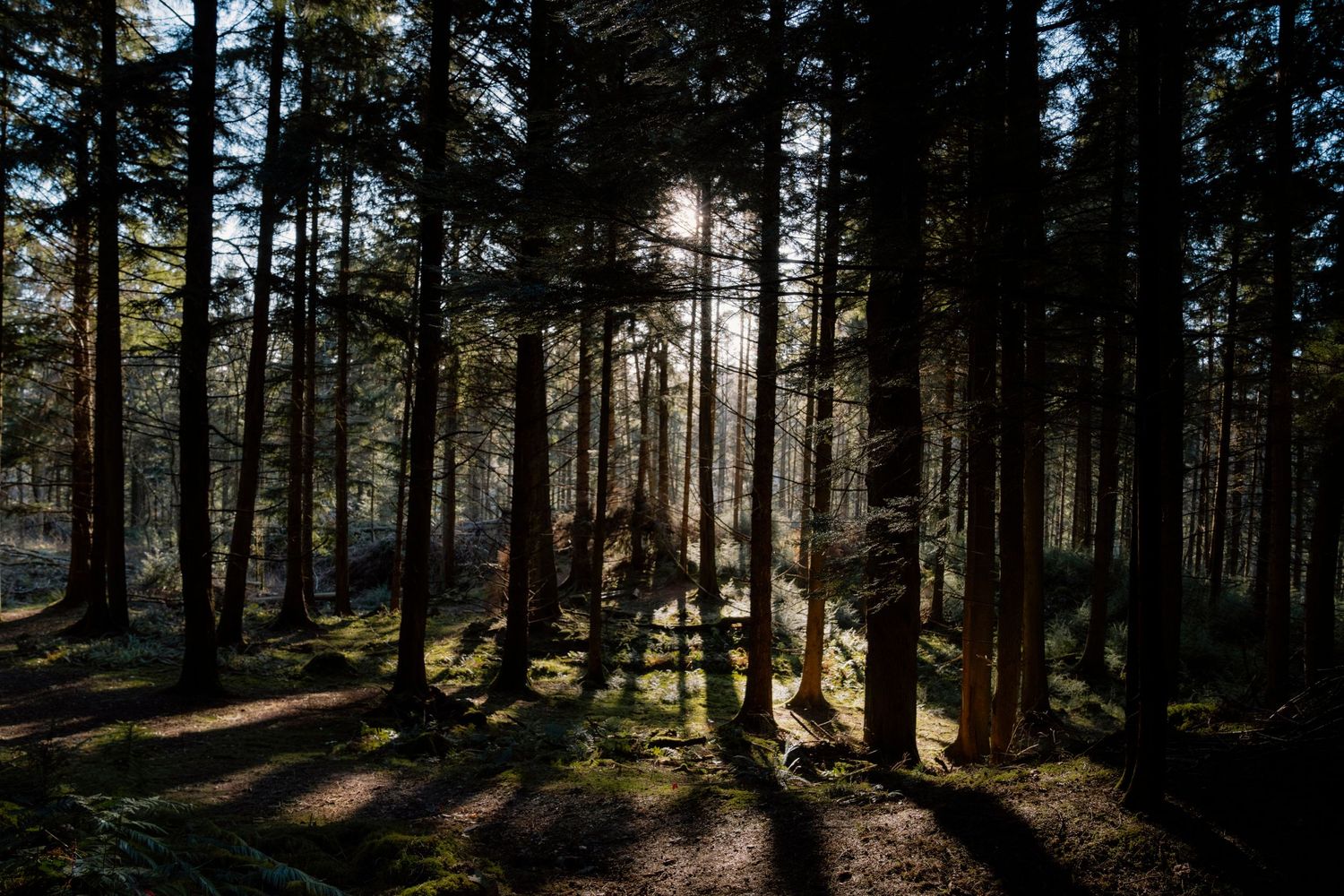 Sunlight streams through tall evergreen trees in a dense forest creating dramatic shadows and beams of light.