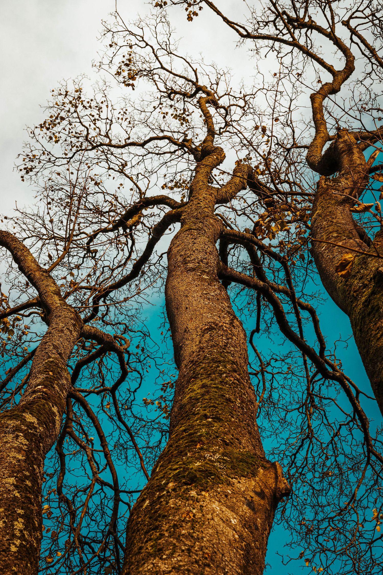 Looking up at tall bare tree branches against a vibrant turquoise blue sky on a bright sunny day.