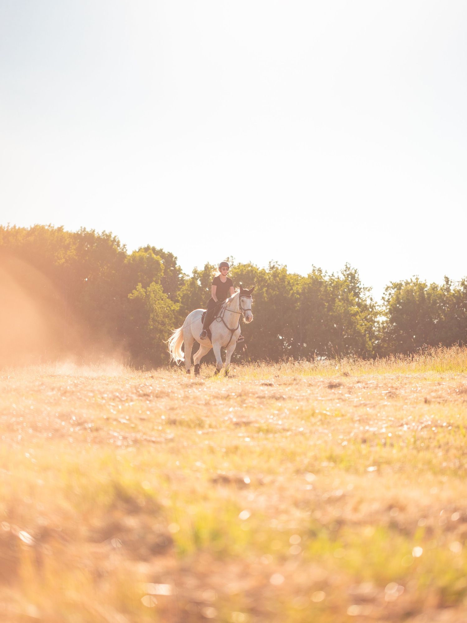 A horse and rider silhouetted against a golden sunset in a rural field.