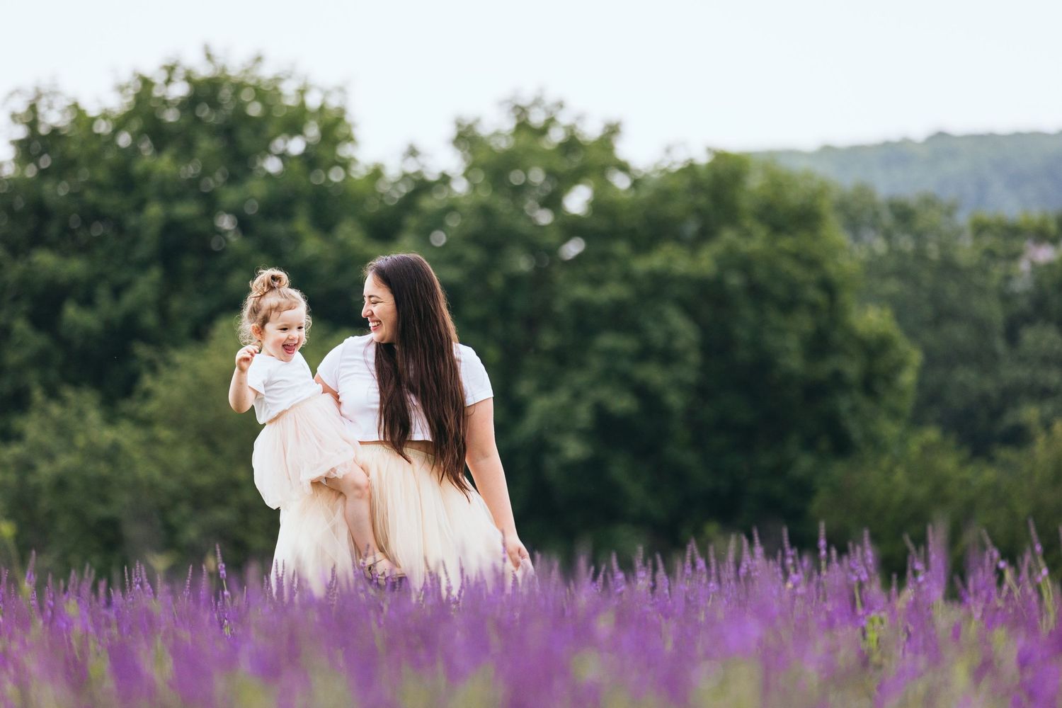 A scenic view of a lavender field with trees in the background on a sunny day.