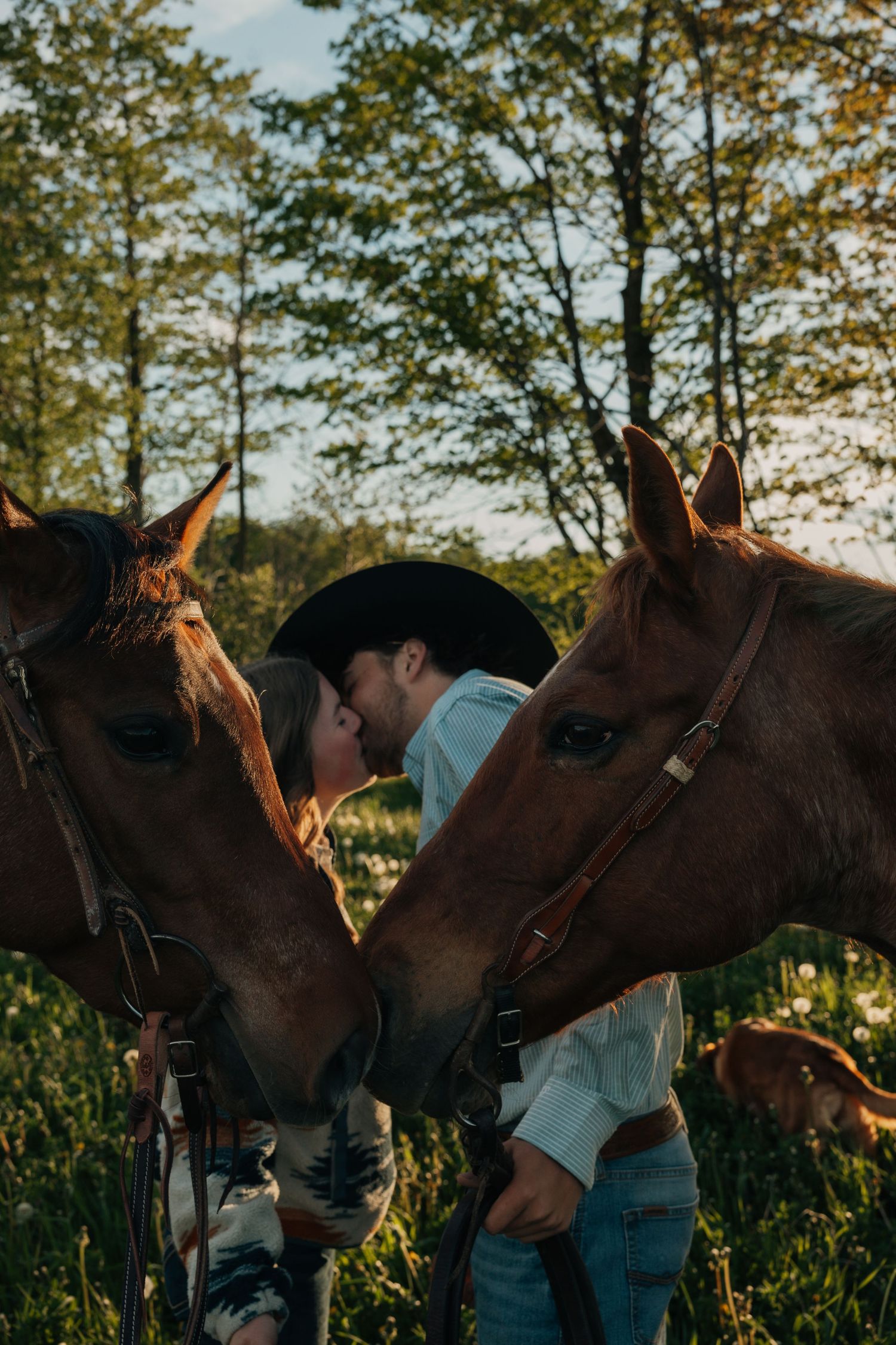 A couple kisses romantically between two brown horses in a sunlit green field.