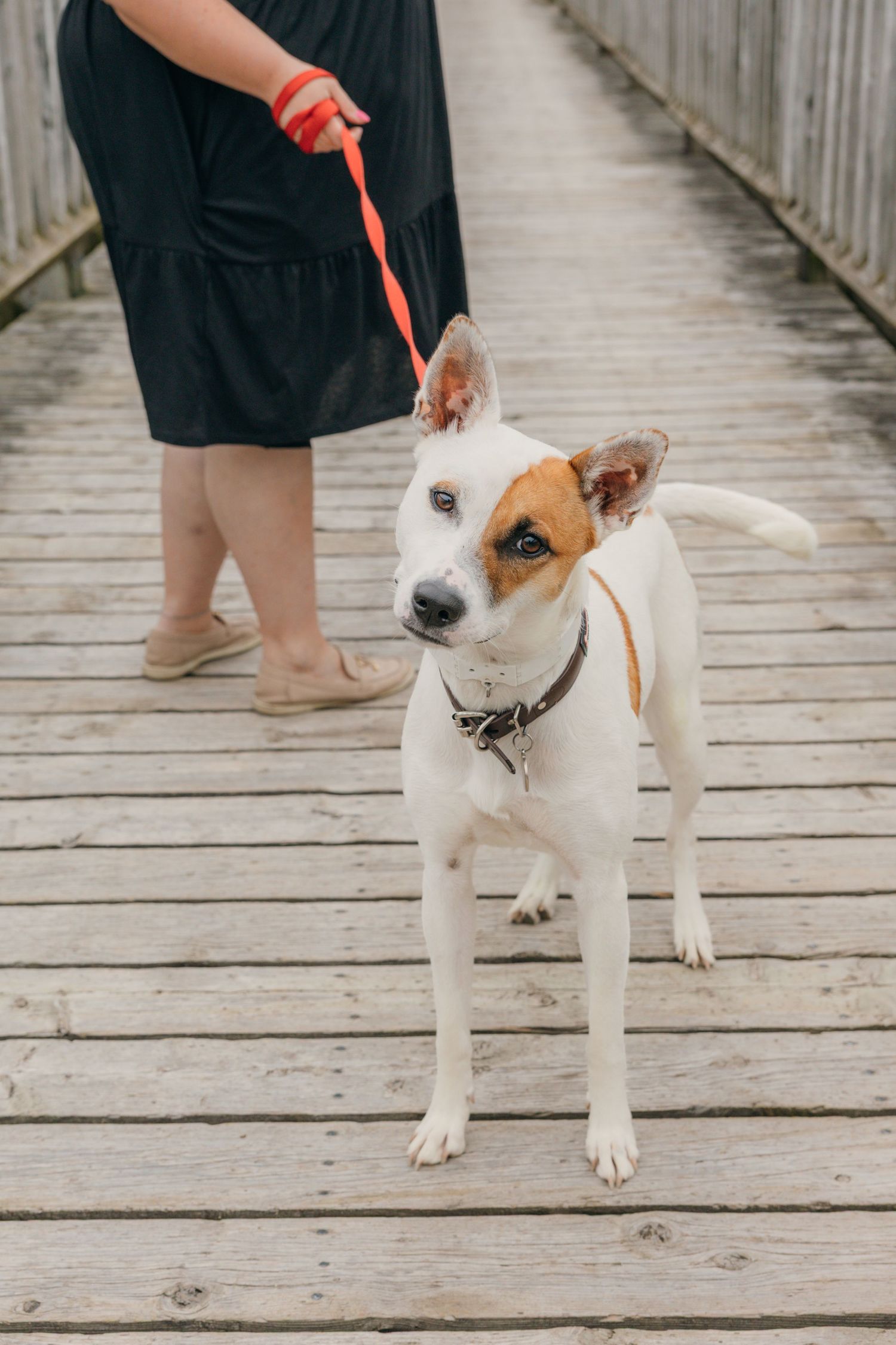 White and tan Jack Russell Terrier on red leash stands on wooden bridge deck.