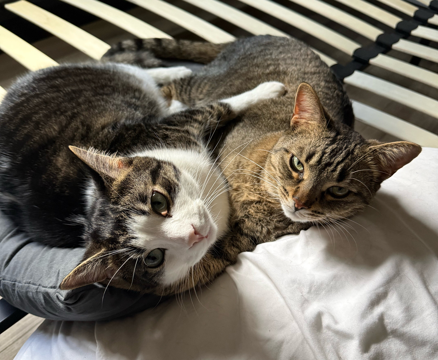 Two tabby cats cuddling together on white bedding in warm sunlight by window blinds.