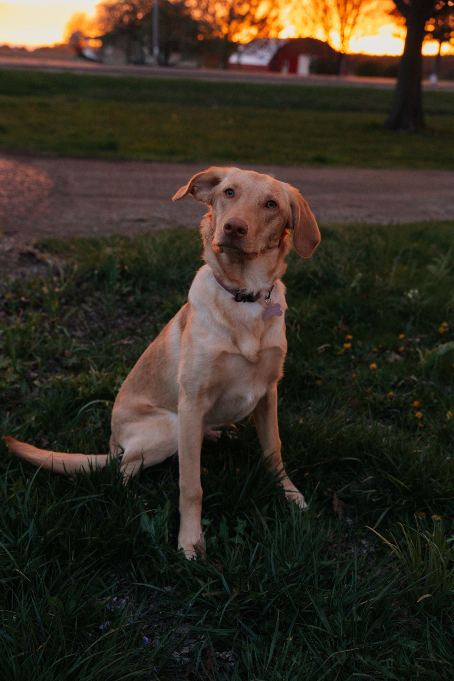 Yellow Labrador dog sitting on grass at golden hour sunset on rural farm property.