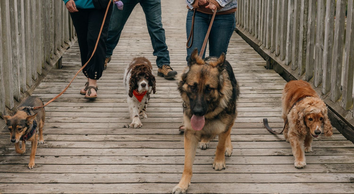 Three people walking four dogs on leashes across a wooden bridge boardwalk.