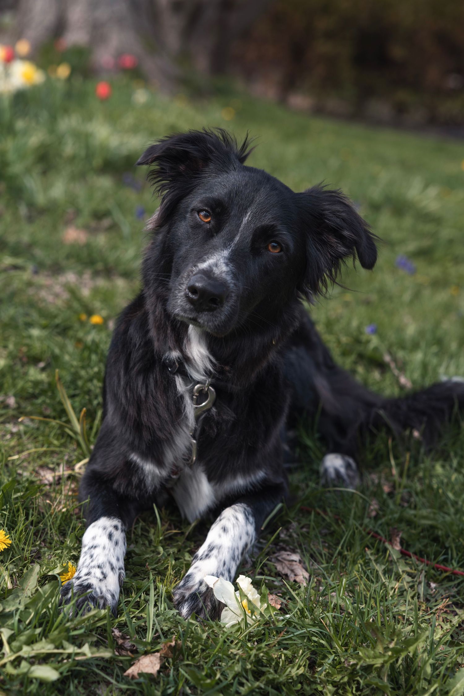 Black and white Border Collie lying alert on green grass with spring flowers nearby.