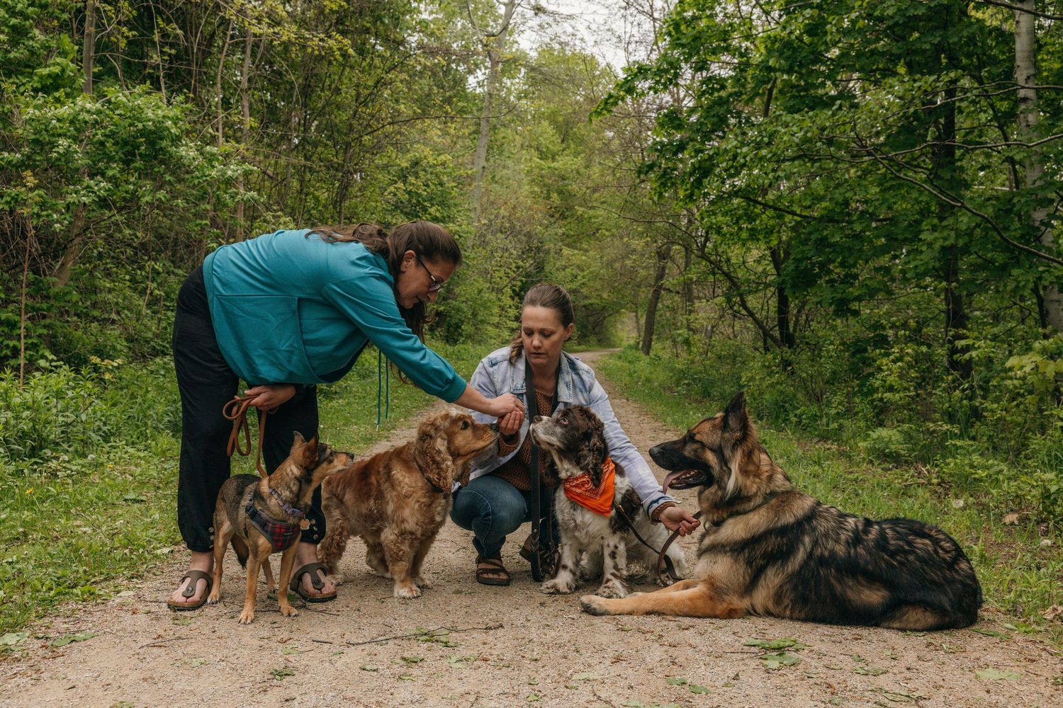 Two women interact with a group of dogs including German Shepherds on a forest trail.