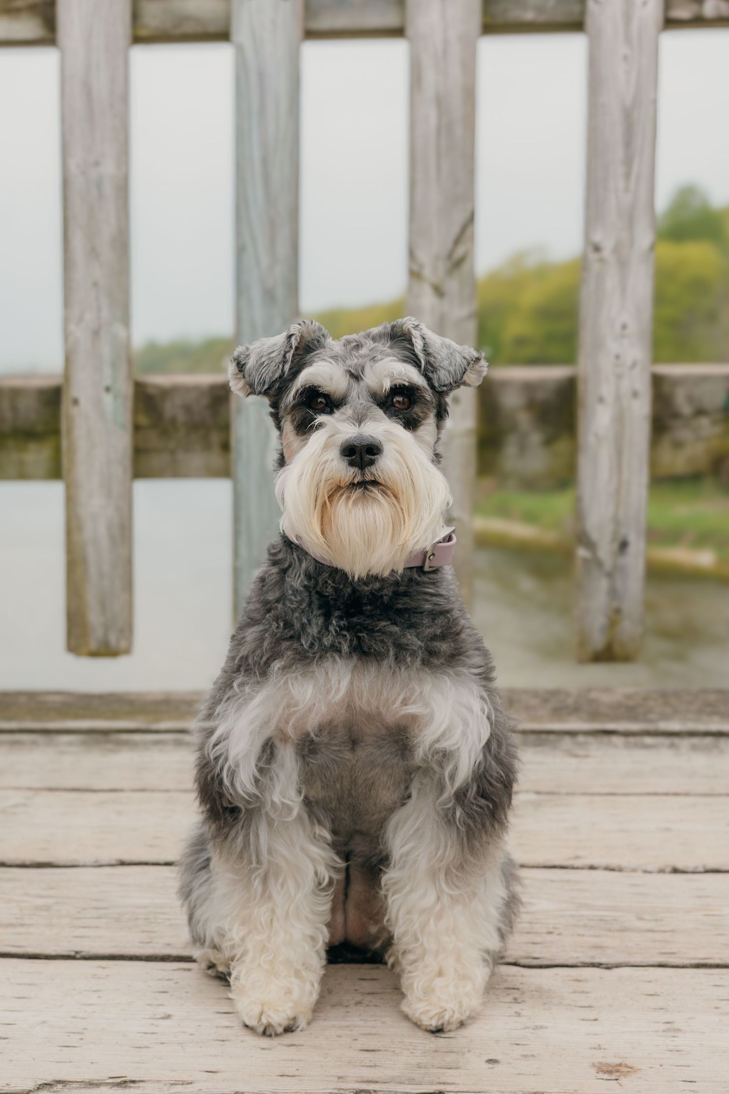 Miniature schnauzer dog sitting on wooden boardwalk bridge with wooden railing background.