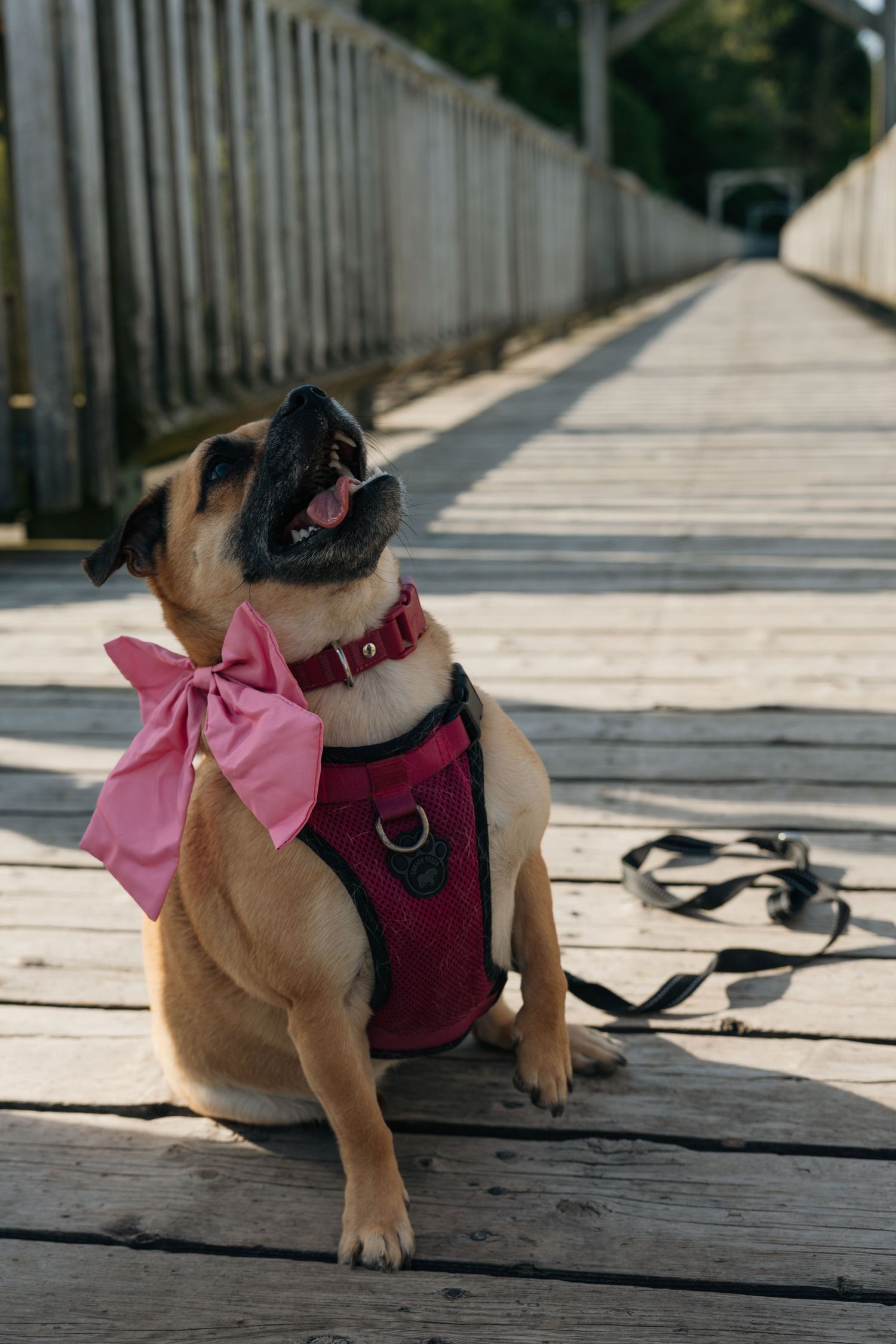 Tan dog wearing pink bow and red harness sits on wooden bridge deck.