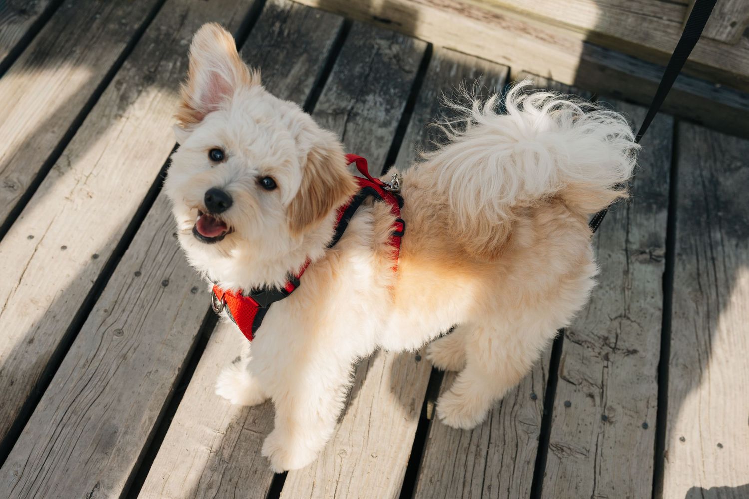 Fluffy white small dog wearing red harness standing on wooden deck boardwalk.