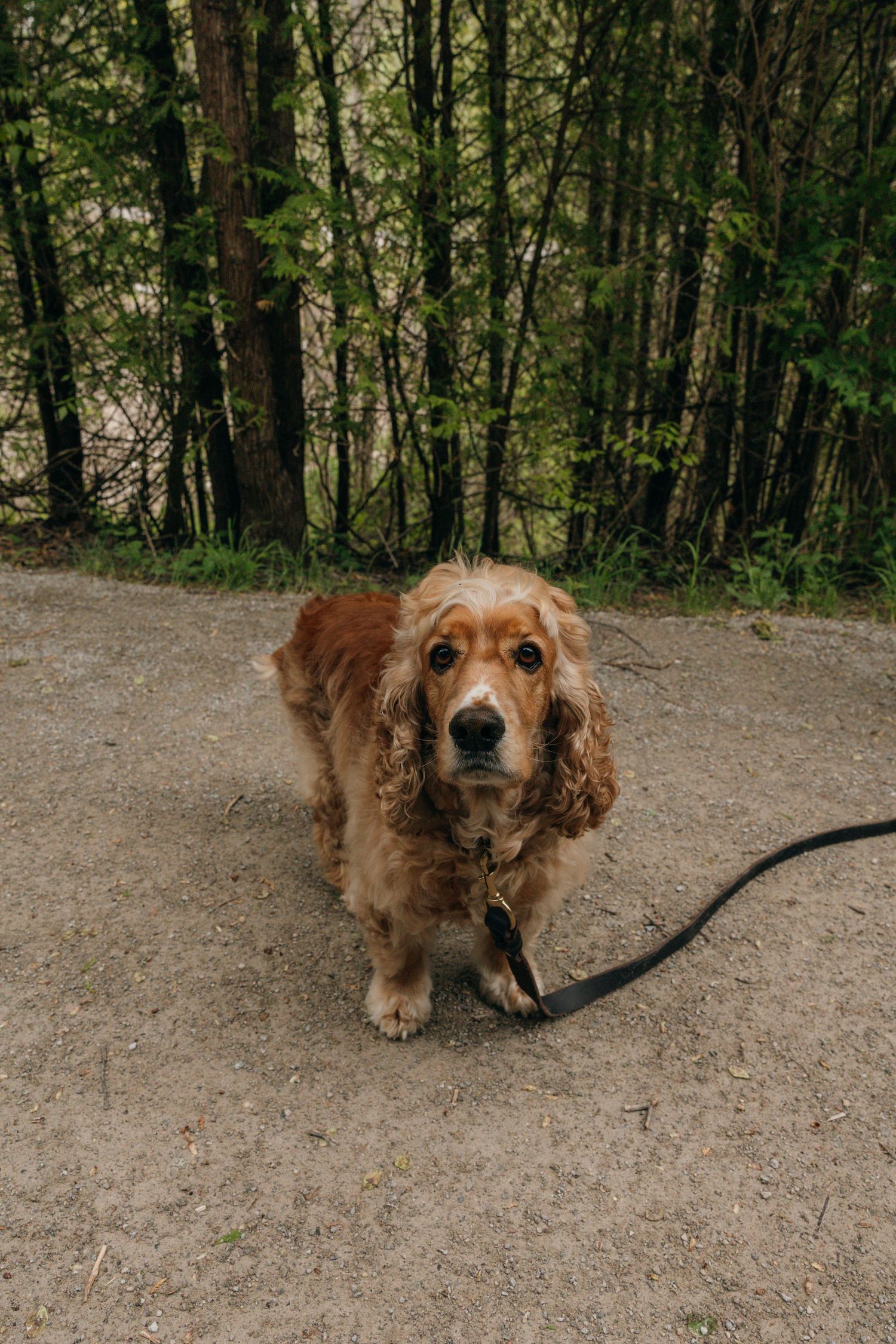 Golden cocker spaniel dog on leash standing on dirt path in wooded area.