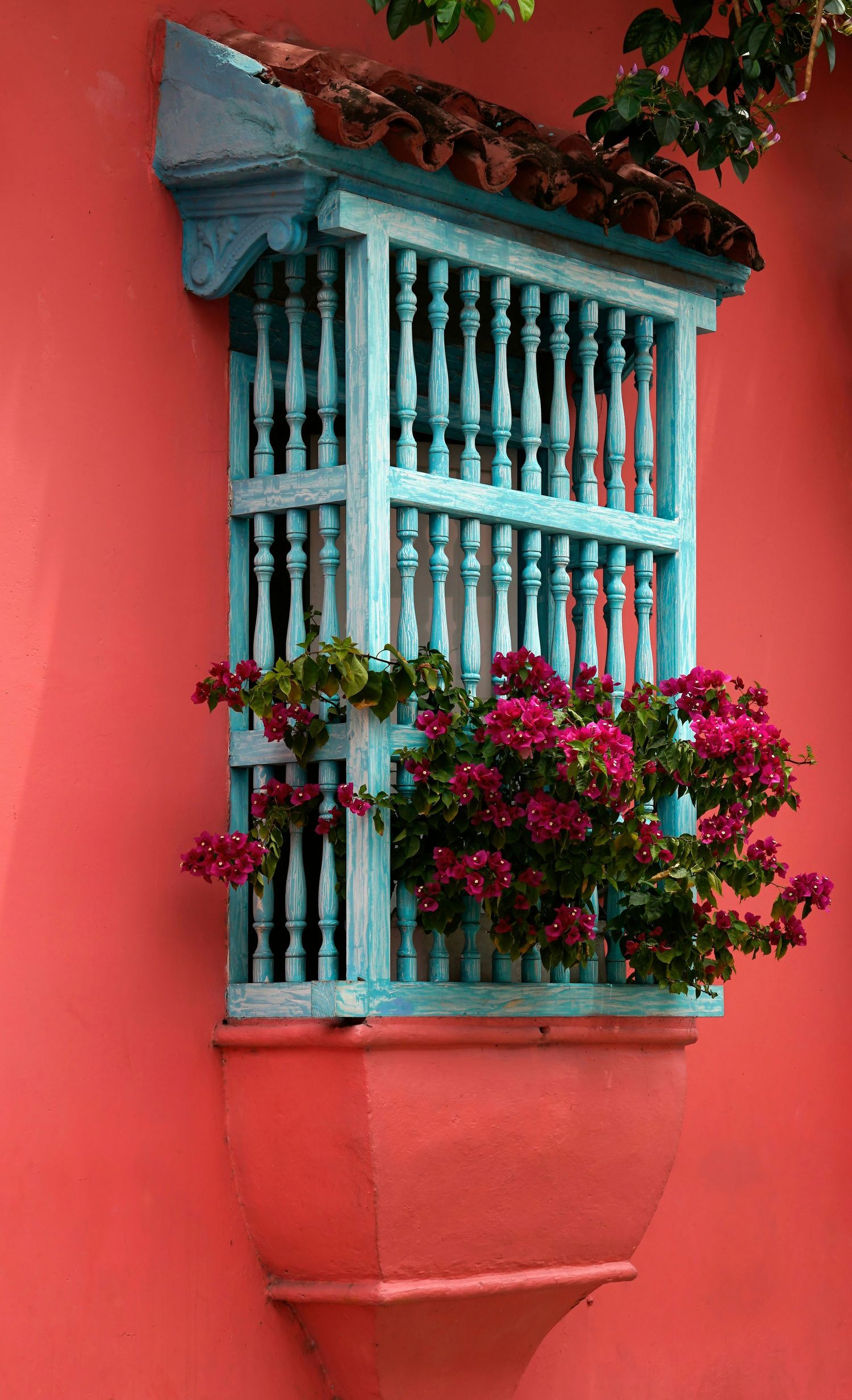 Turquoise colonial wooden window with vibrant pink bougainvillea flowers on a coral red wall.