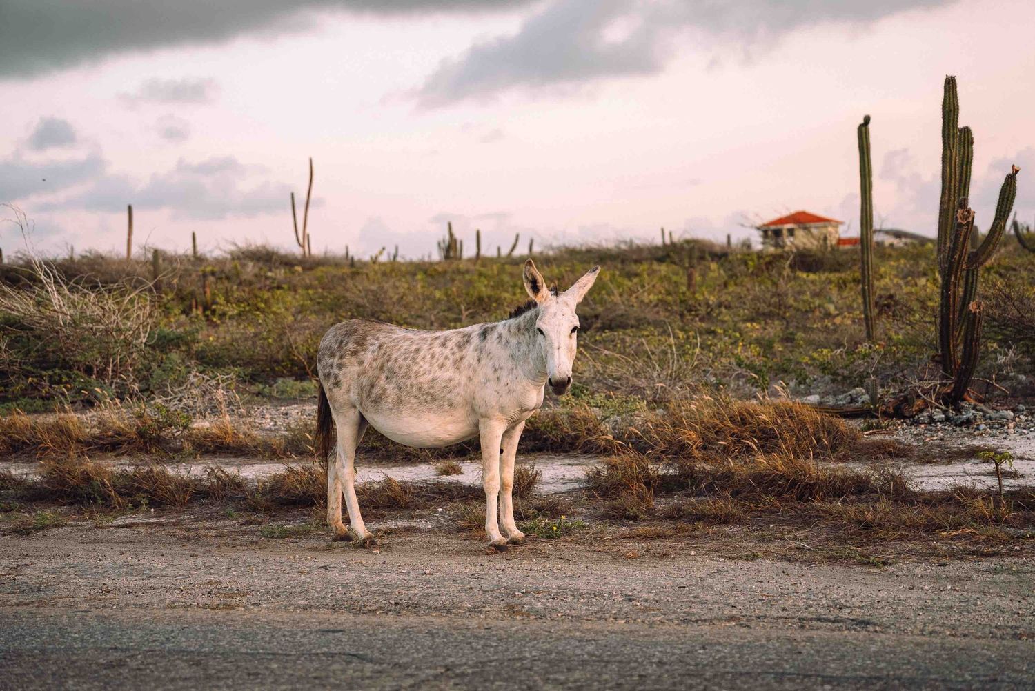 A white donkey stands on a dirt road surrounded by cacti and dry shrubs under a cloudy sunset sky.