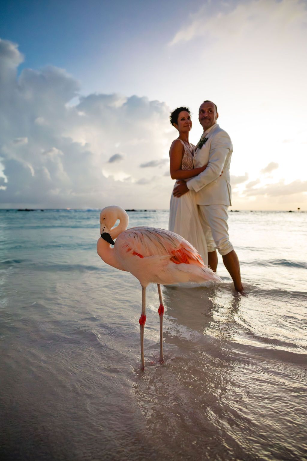Wedding couple posing with a pink flamingo in shallow ocean water at sunset in a tropical destination.
