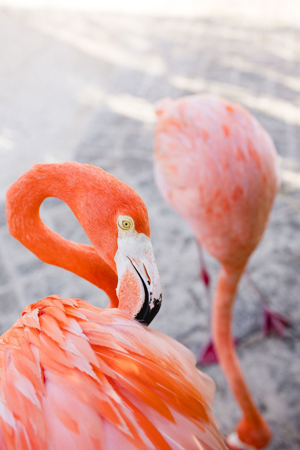Close-up portrait of a vibrant pink flamingo with curved neck and yellow eye outdoors.