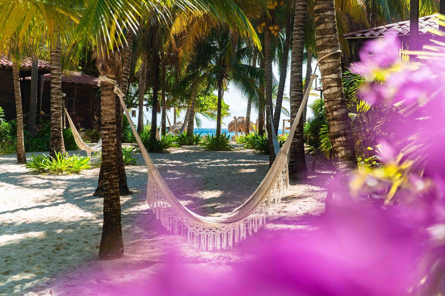 Hammock strung between palm trees on a tropical beach surrounded by lush greenery and purple flowers.