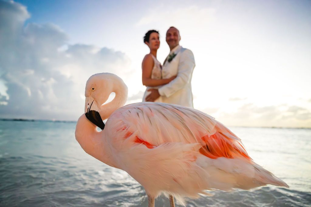 Wedding couple poses romantically in ocean water with a pink flamingo in the foreground at sunset.
