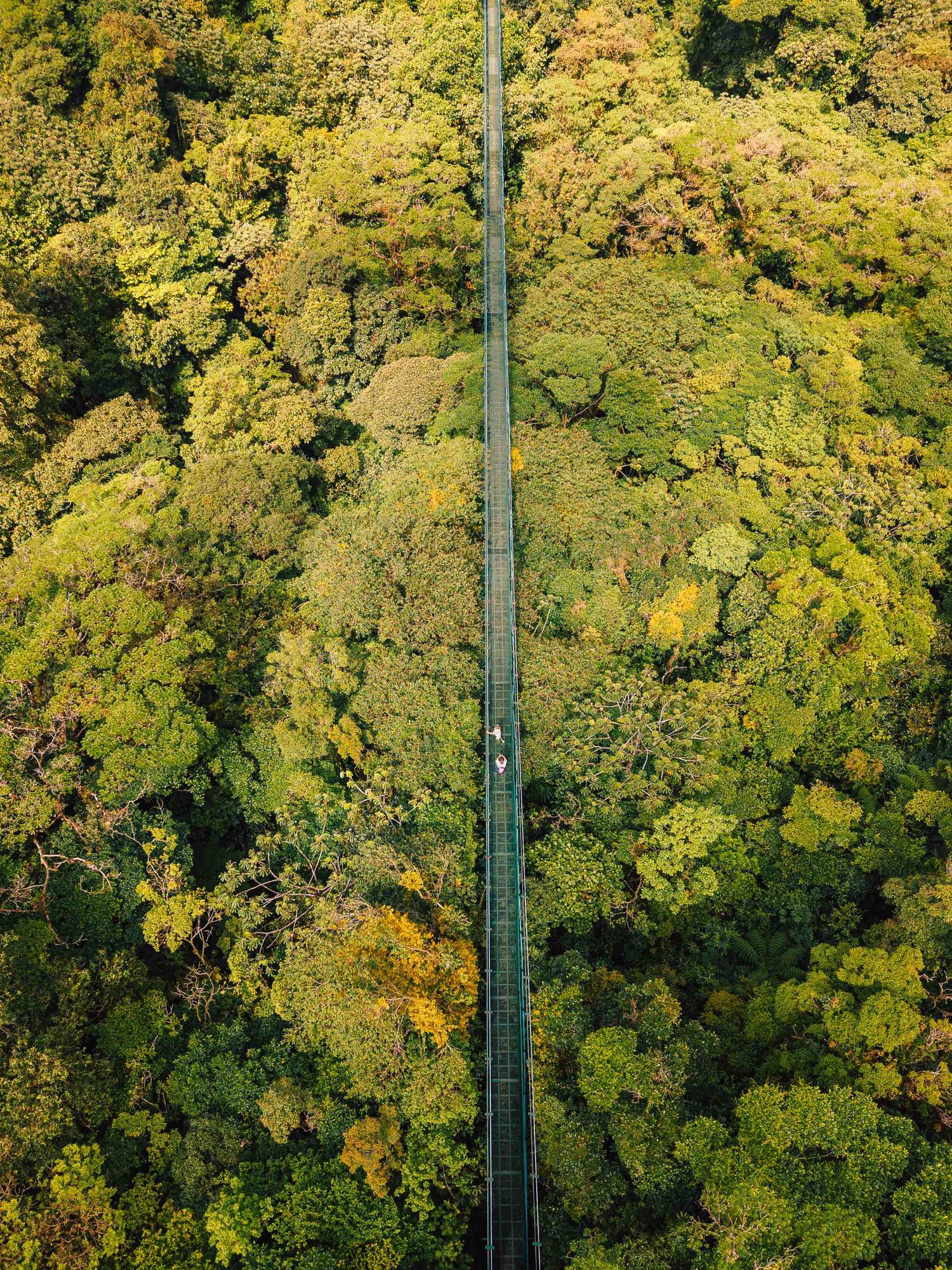 Aerial view of a suspension bridge cutting through a lush green forest canopy with two people walking.